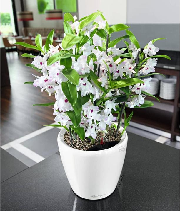 Immagine prodotto Lechuza Classico (22 cm)