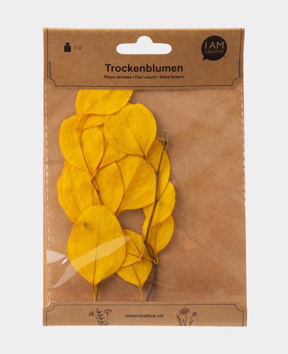 Produktbild I Am Creative Trockenblumen Eucalyptus (Trockenblumen)