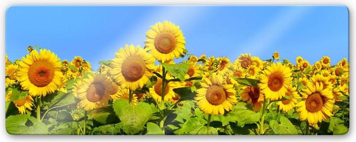 Actual product image Trenddeko Sunflower field - Panorama (120 x 50 cm)