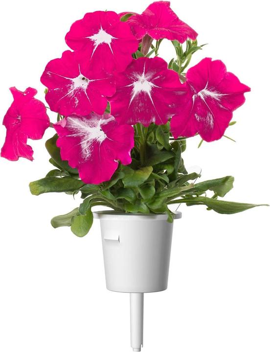 Image du produit Click and Grow Semences de pétunia rose, paquet de 3 (Graines de plantes)