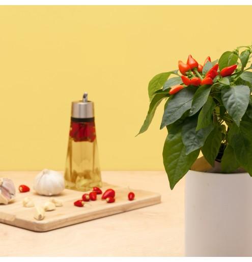 Image du produit Prêt à Pousser Mini Chili (Graines de légumes)