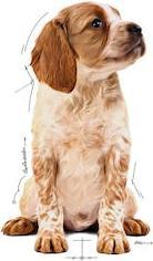 Immagine prodotto Royal Canin SHN WET Cucciolo Medio (Cucciolo + gattino, 10 pz., 1400 g)