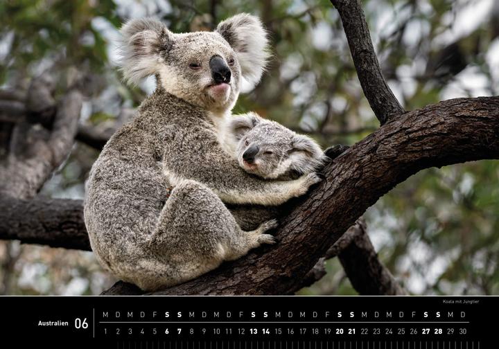 Actual product image Australien Premiumkalender 2026 (50 x 35 cm, Hardcover, German)