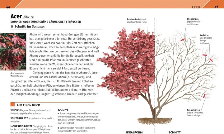 Produktbild Gartenwissen Pflanzenschnitt (Deutsch, Andrew Mikolajski, 2021)