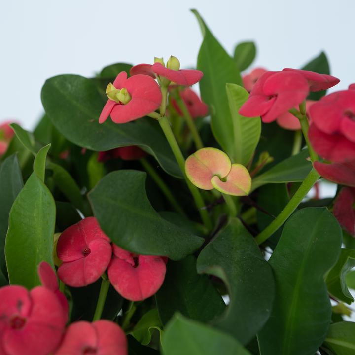 Produktbild Plant in a Box Euphorbia Milii - Honigheuschrecke (25 cm)