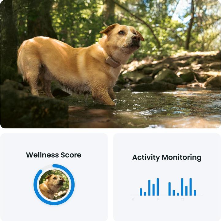 Actual product image Tractive GPS Tracker Dog 6 (Dog)