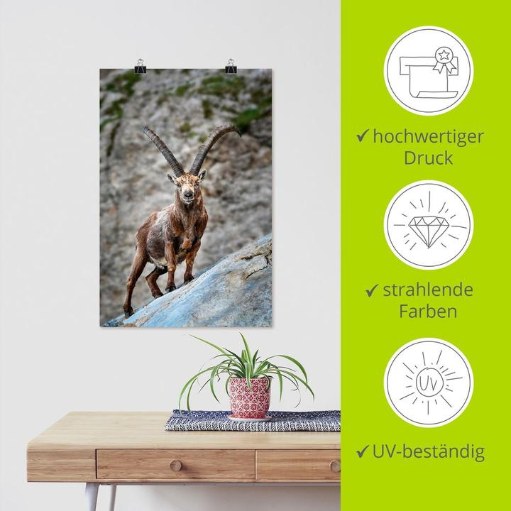 Image du produit Artland Bouquetin avec grandes cornes U3VG (40 x 60 cm)