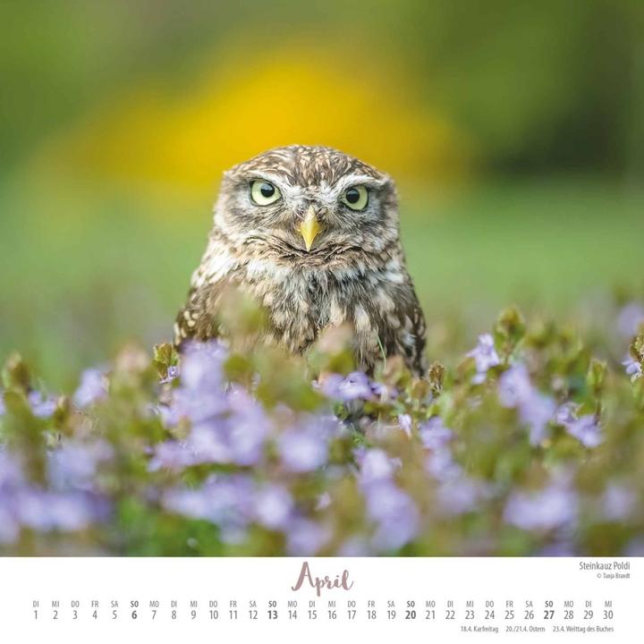 Produktbild Wo die Liebe hinfliegt 2025 – Ingo, Poldi und Freunde – Wandkalender mit Spiralbindung – (23 x 23 cm, Harter Einband, Deutsch)