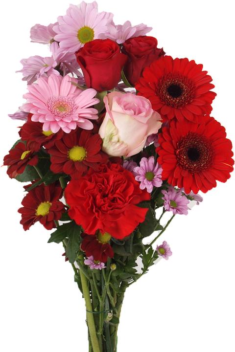 Actual product image Floramall Happy Day red-pink (Cut flowers)