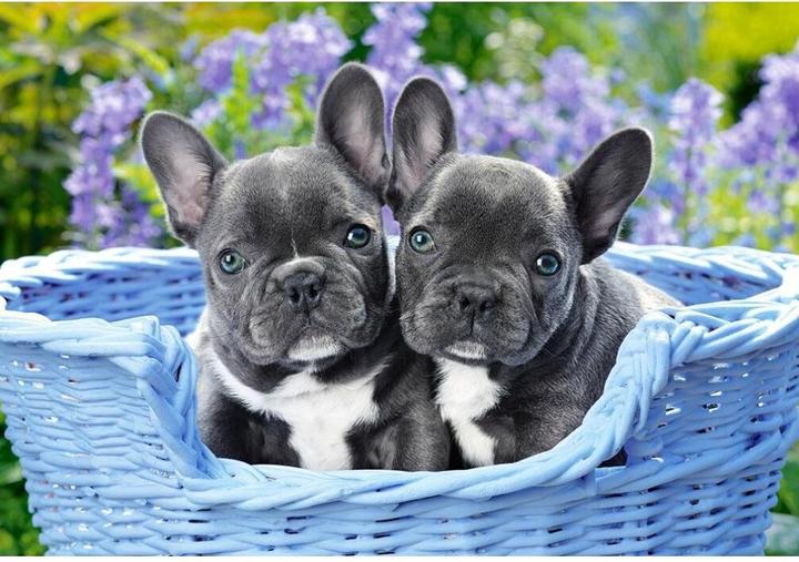 Actual product image Castorland C-104246-2 French Bulldog Puppies, 1000 Piece Jigsaw Puzzle, Colourful (1000 pieces)