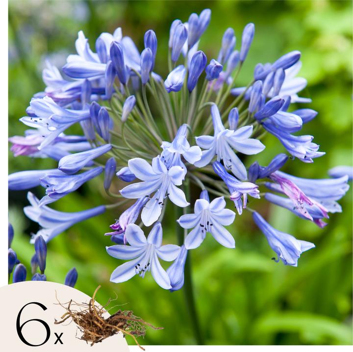 Actual product image Plant in a Box Agapanthus - set of 6 (10 cm)