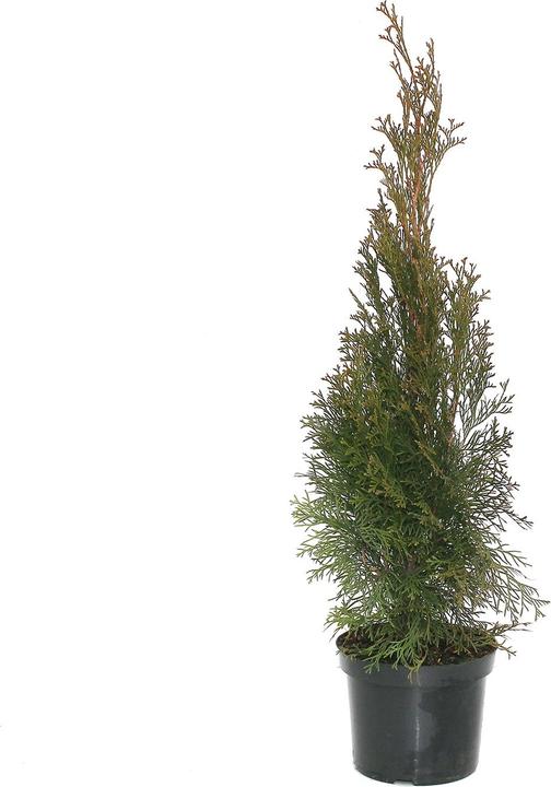 Actual product image Zulauf Thuja / Thuja occ. 'Smaragd' (60 cm)