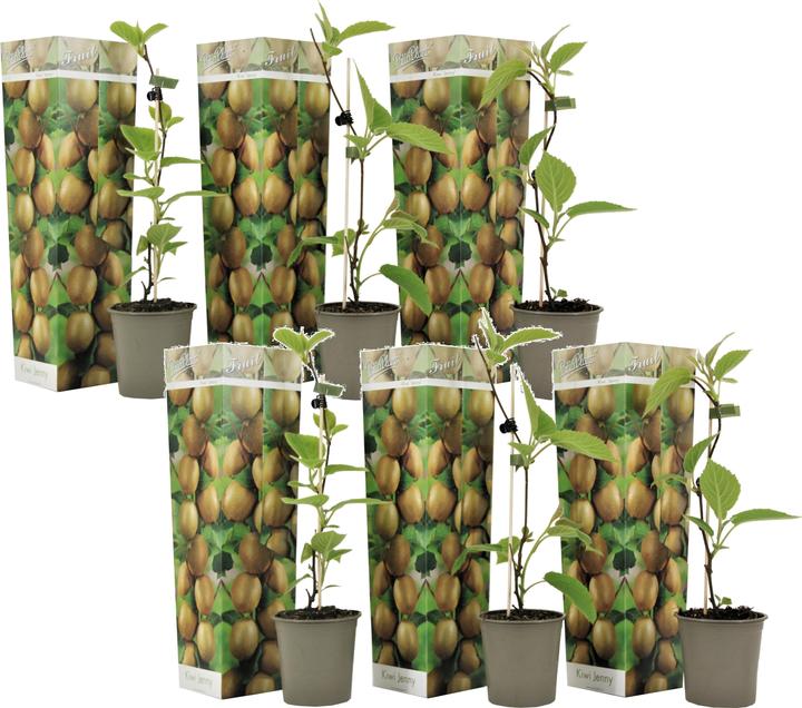 Produktbild Plant in a Box Actinidia deliciosa 'Jenny' - 6er Set Kiwibeeren Kletterpflanzen (20 cm)