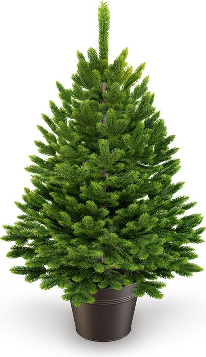 Artitree Albero di Natale da 60 cm in vaso (60 cm)