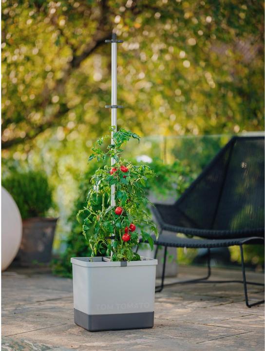 Actual product image Gusta Garden Tom Tomato (35 cm)