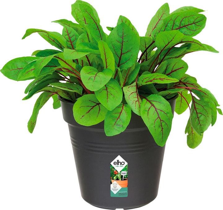 Image du produit Elho Green Basics (19 cm)