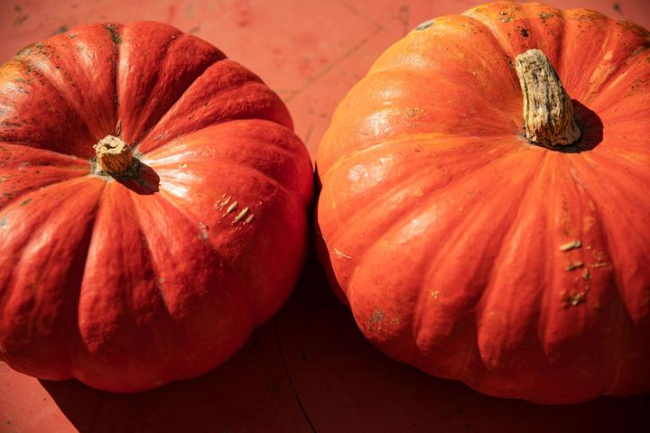 Image du produit Zollinger Bio Courge, Quintal Rouge (Rouge Vif d'Étampes)