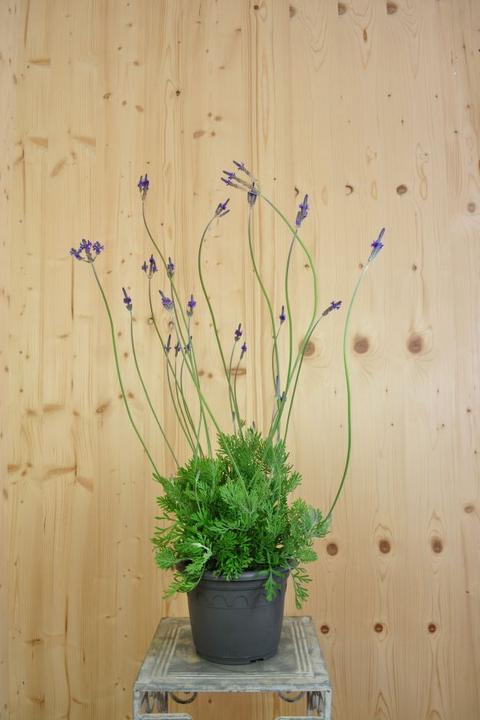 Säntispracht Der kanarische Schmetterlings-Lavendel - Lavendula 'pinnata' (80 cm)