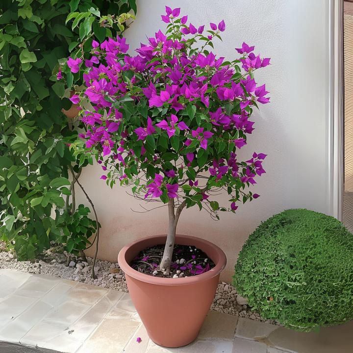 Produktbild Plant in a Box Bougainvillea 'Alexandra' (50 cm)