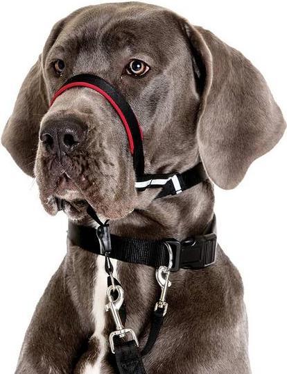 Produktbild Company of Animals Halti Optifit (M, Hund, Allgemein)