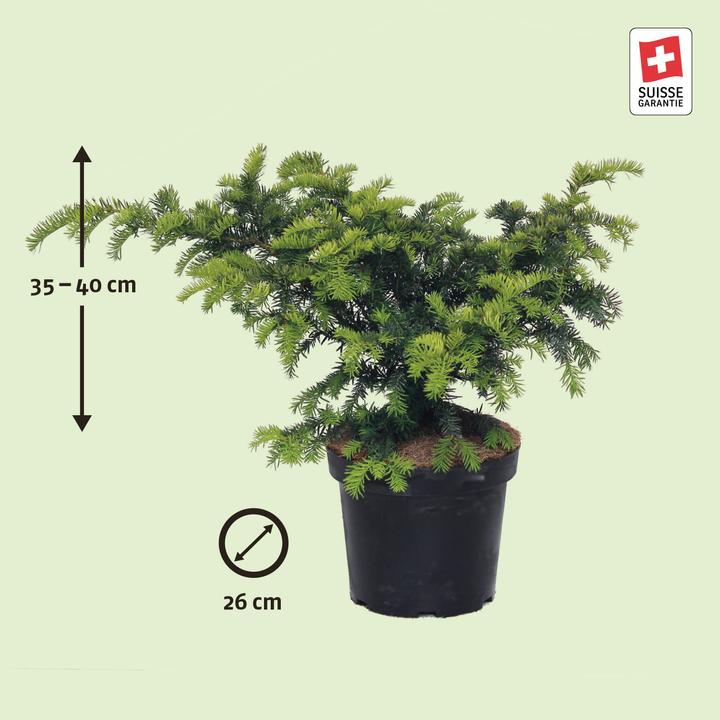 Produktbild Zulauf Kissen-Eibe / Taxus bac. 'Repandens' (40 cm)