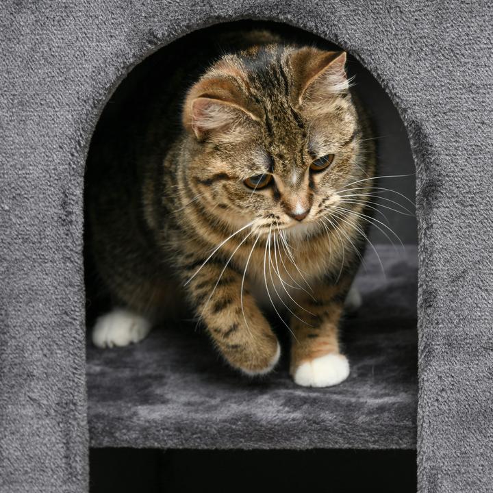 Immagine prodotto PawHut Tiragraffi per gatti (81 cm, Grigio)