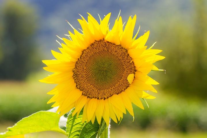 Image du produit Zollinger Bio plant, tournesol, soleil d'Italie (180 cm)