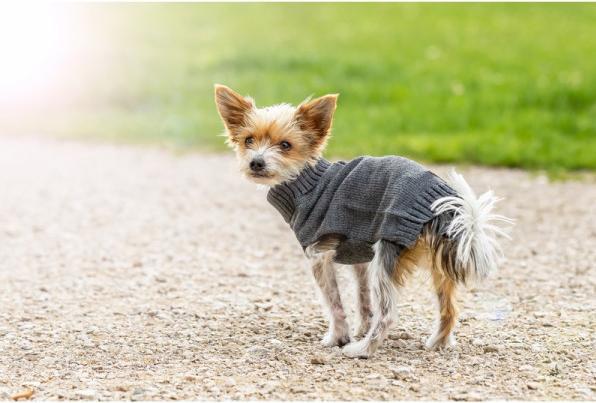 Produktbild Chiara Pullover Elli (40, Hundepullover)