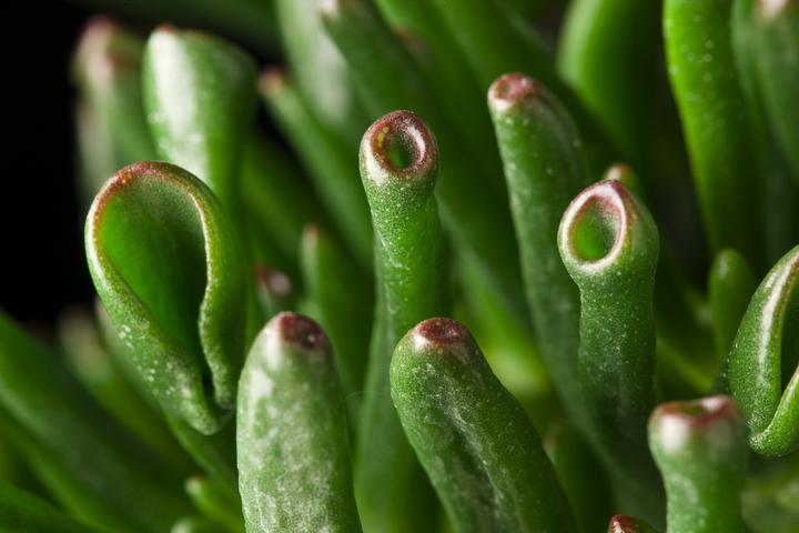 Image du produit Plant in a Box Crassula ovata Hobbit - Plante de jade (55 cm)