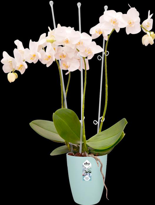 Produktbild Elho Brussels (13 cm)