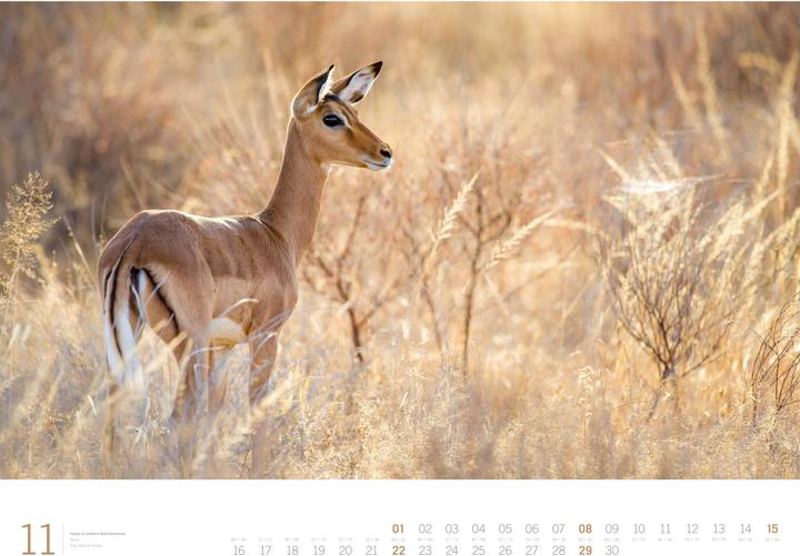 Produktbild Afrika - Gallery Kalender 2026 (66 x 50 cm, Harter Einband, Englisch, Deutsch)