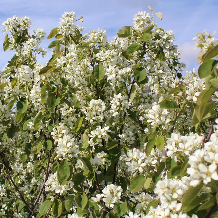 Actual product image Zulauf Gewöhnliche Felsenbirne / Amelanchier ovalis (100 cm)