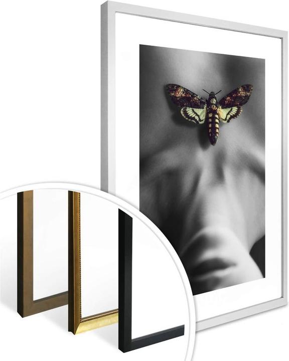 Produktbild Trenddeko Die Motte (80 x 100 cm)