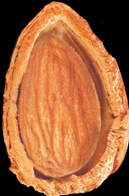 Actual product image Nature Box Volume Conditioner Almond Oil (385 ml)