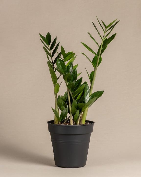 Produktbild feey Glücksfeder (55 cm, Frisch umgetopft)