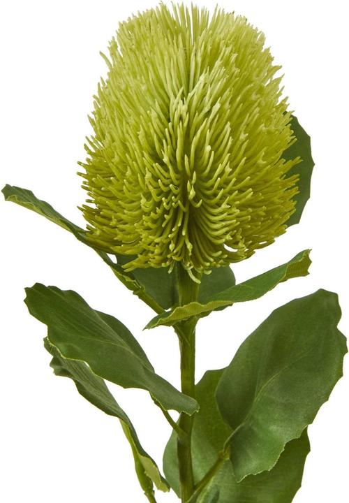 Immagine prodotto Hill Interiors Stelo di Banksia Pianta artificiale (59 cm)