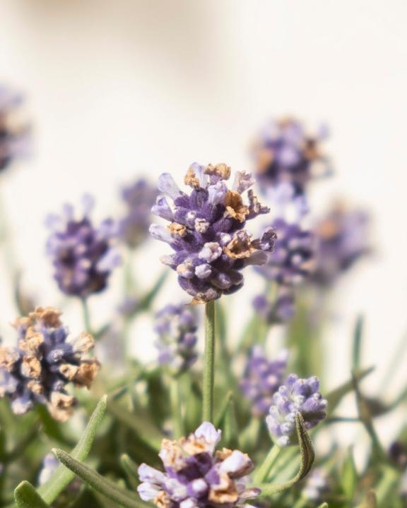 Image du produit feey Lavendel (20 cm, Respectueux des animaux)