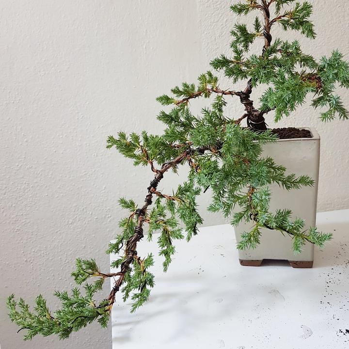 Produktbild Bonsai.ch Bonsai Grundkurs