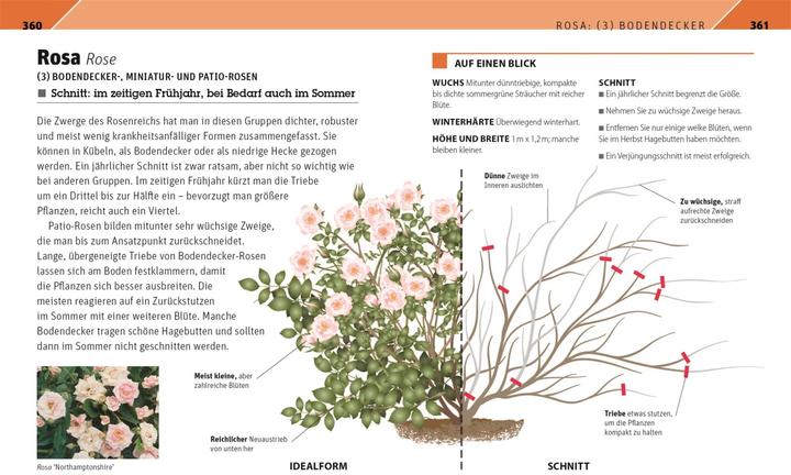 Produktbild Gartenwissen Pflanzenschnitt (Deutsch, Andrew Mikolajski, 2021)