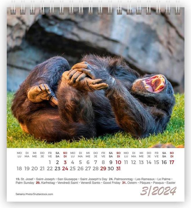 Produktbild Kalender Lustige Tiere Mini 2024 (11 x 10 cm)