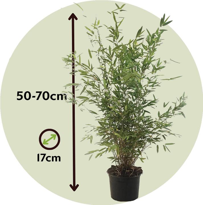 Produktbild Plant in a Box Fargesia nitida 'Gansu' (70 cm)