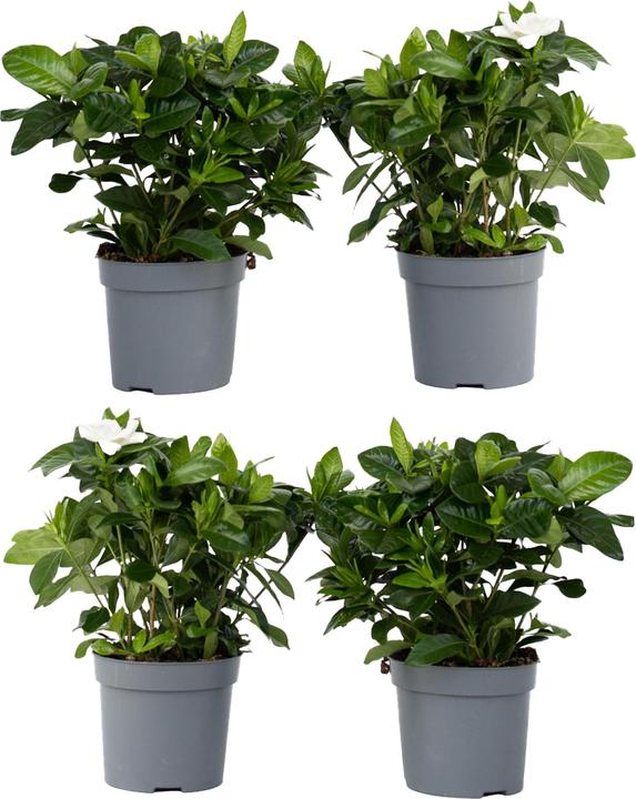 Actual product image Plant in a Box Gardenia Jasminoides - Set of 4 Gardenias (20 cm)