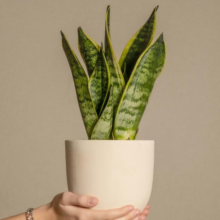 Produktbild Plant in a Box Sansevieria trifasciata 'Futura Superba' - Bogenhanf (35 cm)