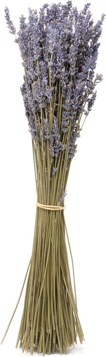 Flowerbox Bund Lavendel - Lavandula