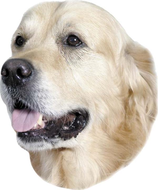 Immagine prodotto Nobby Adesivo Golden Retriever
