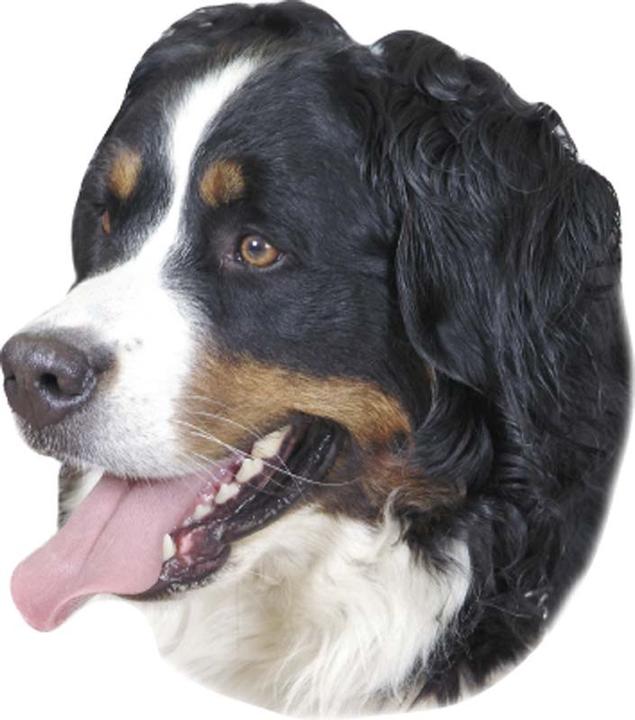 Produktbild Nobby Aufkleber Berner Sennenhund