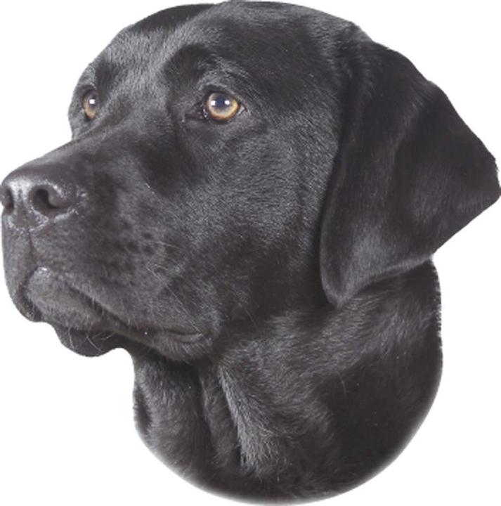Image du produit Nobby Autocollant Labrador noir