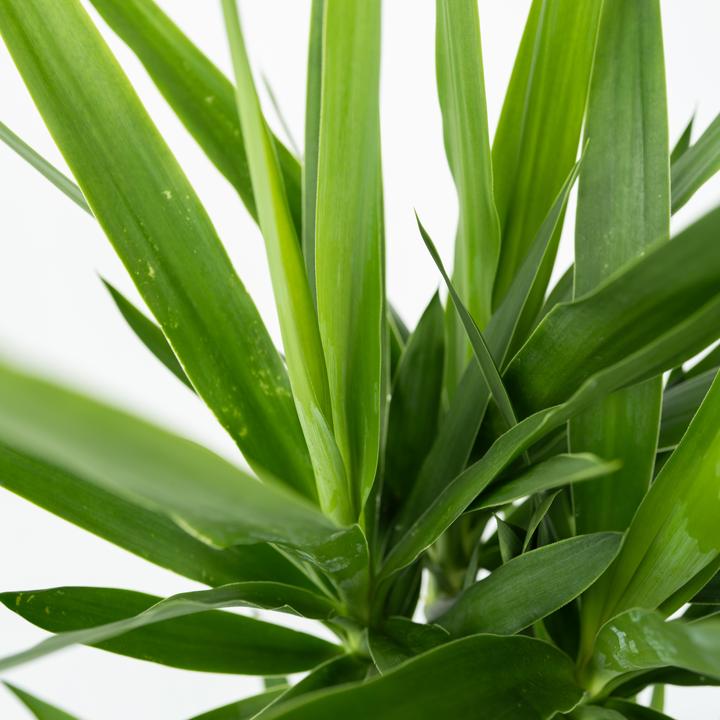 Immagine prodotto Plant in a Box Yucca elephantipes - (50 cm)