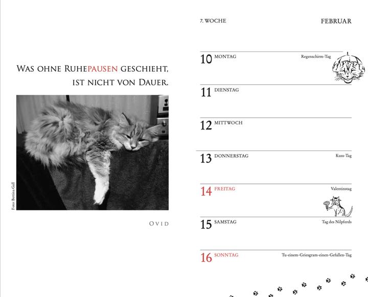 Image du produit Calendrier de poche pour chats 2025 (9,5 x 15 cm, Couverture rigide, Allemand)