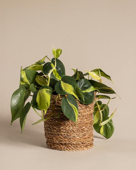Immagine prodotto feey Philodendron scandens Brasil (25 cm, Appena rinvasata)